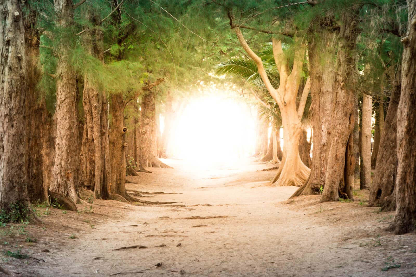 Entry photo for Thresholds Of Recovery