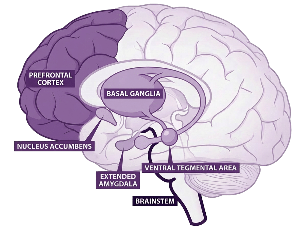 Drug  and alcohol use directly impacts multiple areas of the brain.